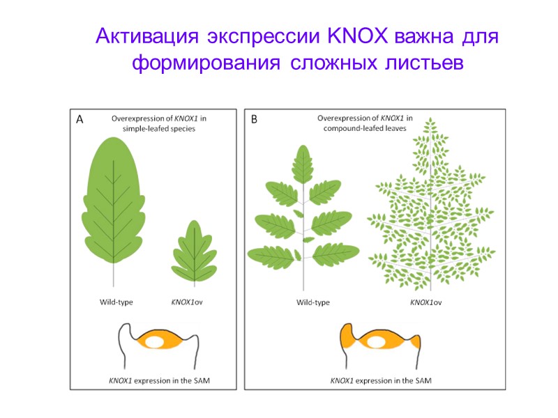 Активация экспрессии KNOX важна для формирования сложных листьев
